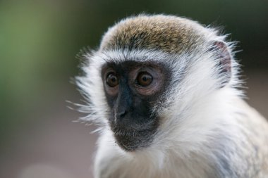 vervet maymunu