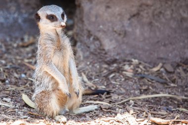 tetikte meerkat