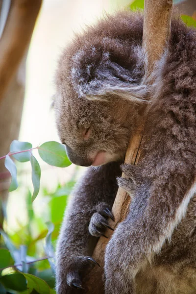 Spící koala — Stock fotografie