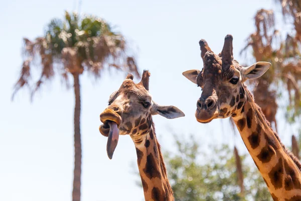 Pareja de jirafas — Foto de Stock
