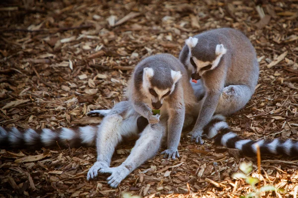 Ring-tailed lemurs yeme — Stok fotoğraf