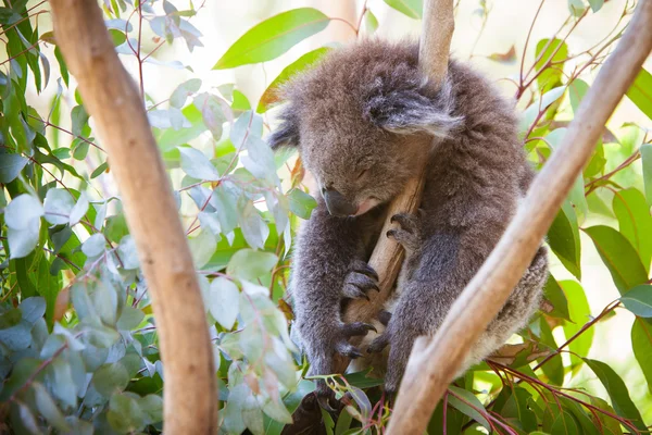 Koala endormi — Photo
