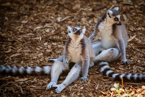 Ring-Tailed Lemurlar — Stok fotoğraf