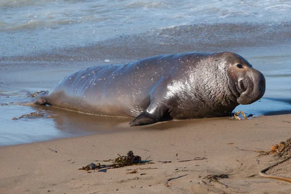 Foca de elefante — Foto de Stock