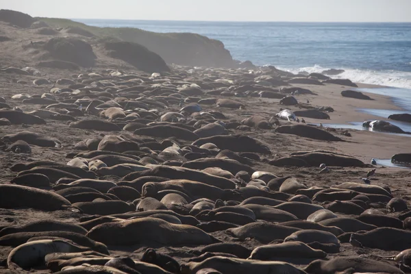 Elephant Seals On a Beach — Stock Photo, Image