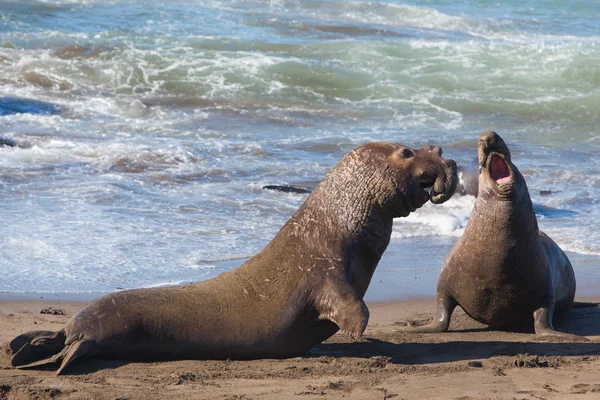 Elephant Seals Fighting — Stock Photo, Image