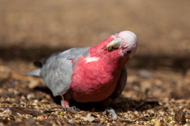 Tek galah