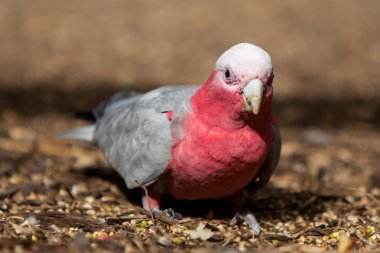 Tek galah