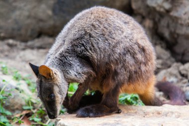 Rock wallaby
