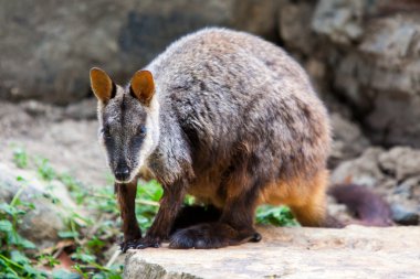 Rock wallaby