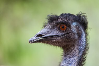 Tek emu