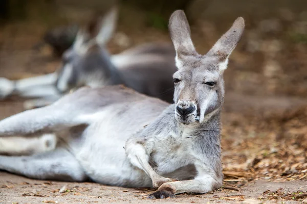 Kanguru dinlenme — Stok fotoğraf