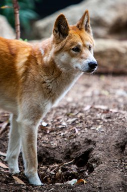 tetikte dingo
