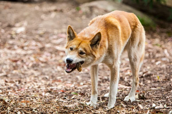 Dingo essen — Stockfoto