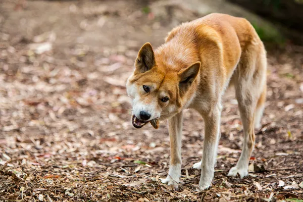 Dingo essen — Stockfoto