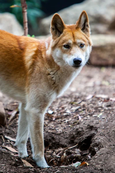Wachsamer Dingo — Stockfoto