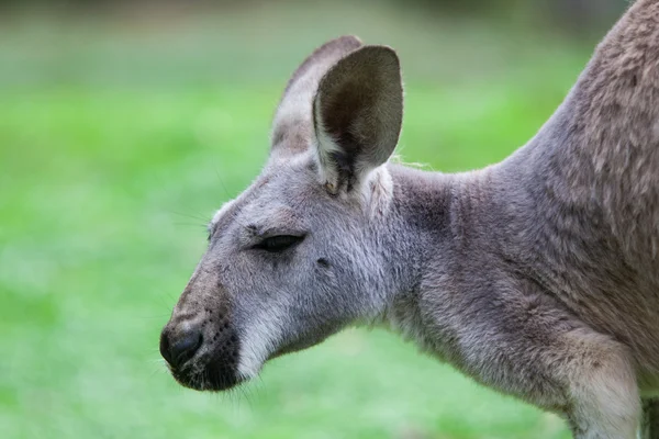 Tek kanguru — Stok fotoğraf