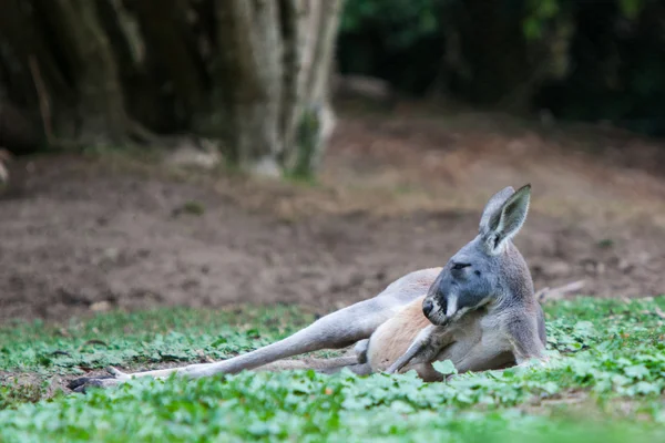 Single Kangaroo Laying — Stock Photo, Image