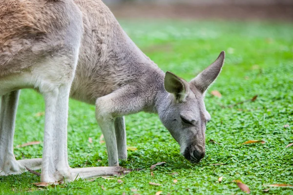 Single Kangaroo — Stock Photo, Image