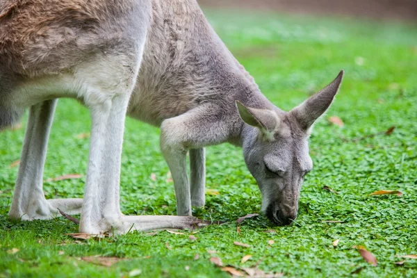 Tek kanguru — Stok fotoğraf