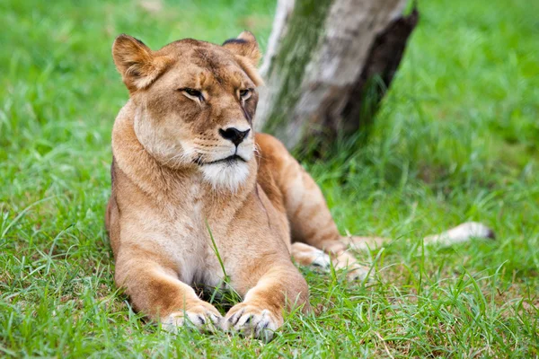 Lone Afrikaanse leeuw — Stockfoto