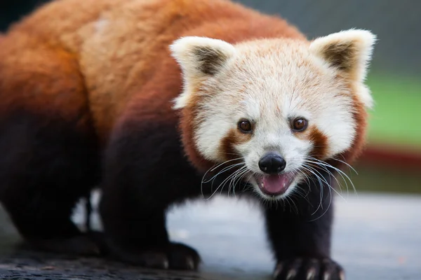 Panda Rojo Nepalés —  Fotos de Stock