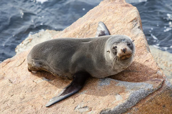 Narooma Seal — Stock Photo, Image