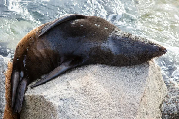 Narooma pečeť — Stock fotografie