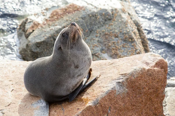 Narooma mühür — Stok fotoğraf