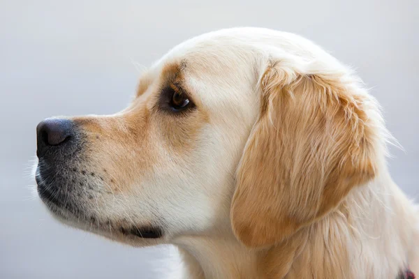 Labrador Face — Stock Photo, Image