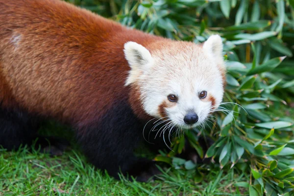 Panda Rojo Nepalés — Foto de Stock