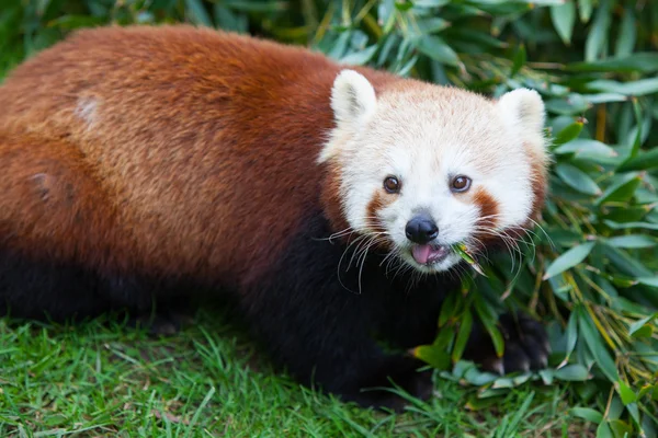 Panda Rojo Nepalés Comiendo —  Fotos de Stock
