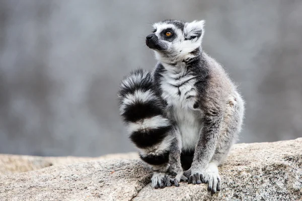 Lemur-de-cauda-anelada — Fotografia de Stock