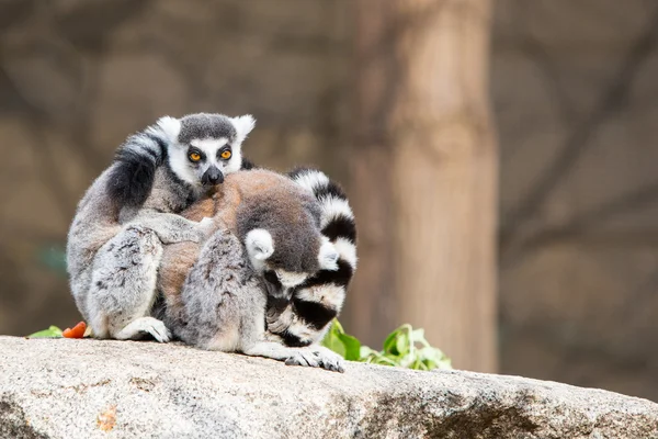 Ring-Tailed Lemurlar — Stok fotoğraf