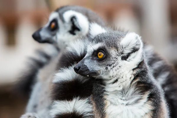 Ring-Tailed Lemurlar — Stok fotoğraf