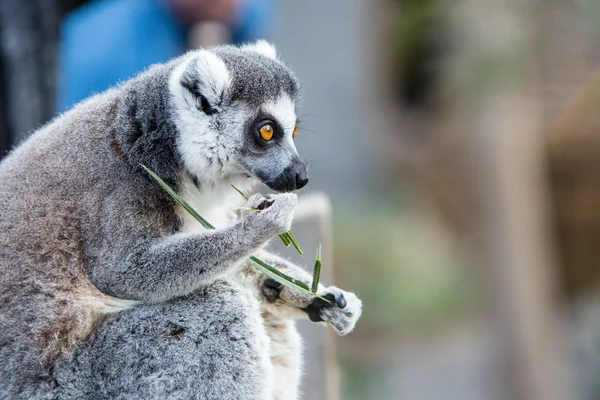 Yemek ring-tailed Maki — Stok fotoğraf