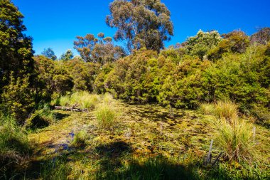 Melbourne Avustralya 'da Lofty Dağı Yürüyüşü