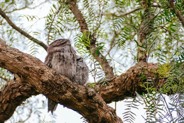 オーストラリアのTawny Frogmouth — ストック写真