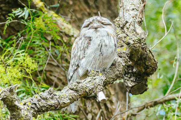 オーストラリアのTawny Frogmouth — ストック写真