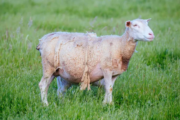 Famille de Moutons en Australie — Photo