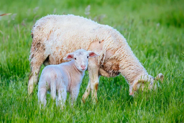 Famille de Moutons en Australie — Photo