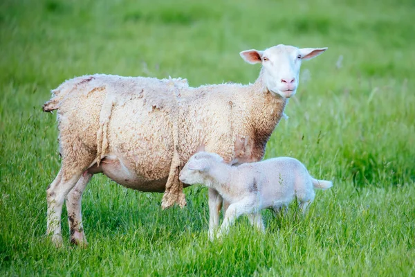 Famille de Moutons en Australie — Photo