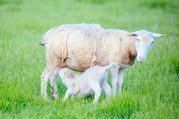 Сім "я овець в Австралії — стокове фото