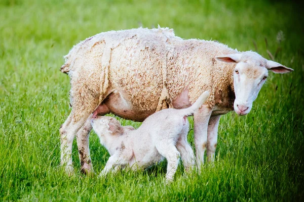 Famille de Moutons en Australie — Photo