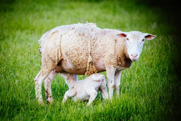 Famille de Moutons en Australie — Photo
