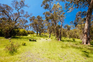 Melbourne Avustralya 'da Lofty Dağı Yürüyüşü
