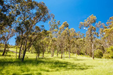 Melbourne Avustralya 'da Lofty Dağı Yürüyüşü