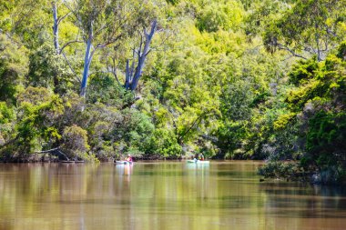 Melbourne Avustralya 'da Lofty Dağı Yürüyüşü