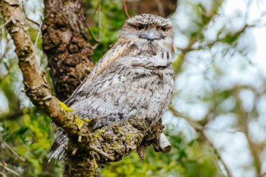 Avustralya 'da Tawny Frogmouth