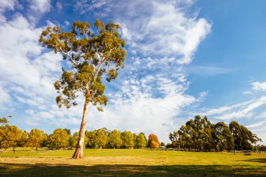 Lilydale 'den Avustralya' daki Warburton Demiryolu 'na